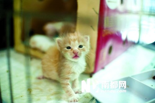广州:宠物救助合法牌照难申请 退休阿姨花光积