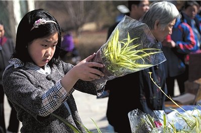 小女孩认真挑选自己喜欢的盆栽。本报实习记者白婧盟摄