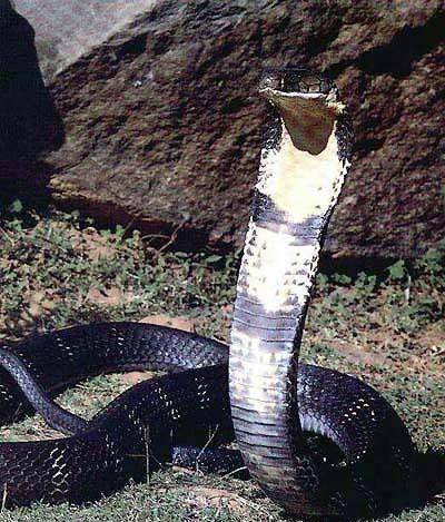 让人立刻毙命的九大毒物 一毒蛇可杀150人(图