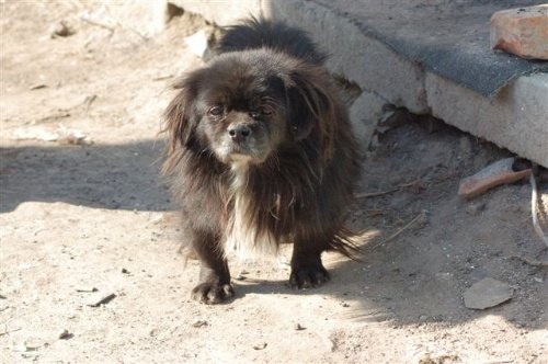 怀念小熊--与毁灭的家园共存亡的小狗(图)