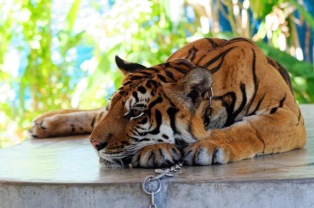 国际动物慈善机构揭露泰国与老虎合影旅游业真