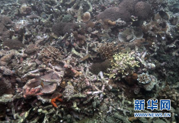 90%野生鱼类面临过度捕捞 全球捕鱼逼近极限值