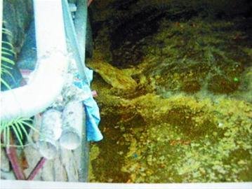 深圳最大水库流入大量粪便 影响千万人饮水