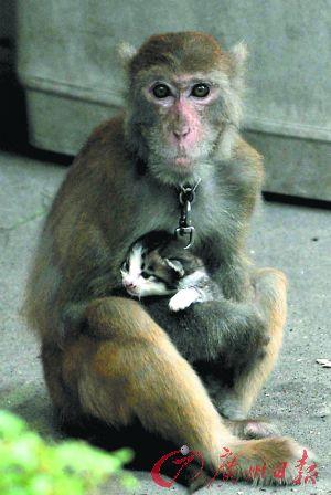 猴子怀抱小猫街坊们怕它会伤着老人和小孩,期盼有关部门早点把它抓走.