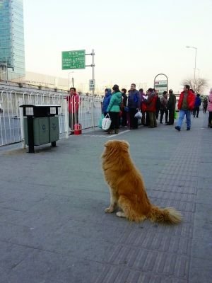 北漂小伙7年前救狗妈妈 狗娃报恩每天接他回家 - 蓝天 - 蓝天的百科知识殿堂 金虎在车站守望,等待主人归来。