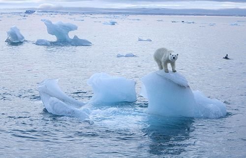 北极熊家归何处