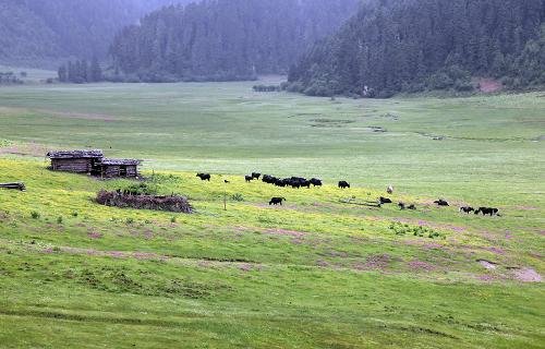 云南省迪庆州普达措国家公园夏日美景