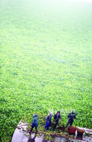 水葫芦霸占西枝江（图）