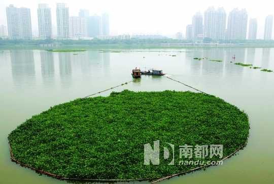 水葫芦霸占西枝江（图）