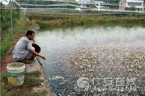 武胜:发展现代农业产业 业主群众互利共赢(图)