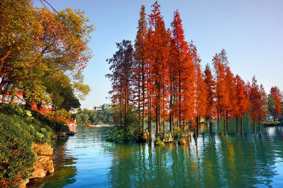 杏叶黄枫叶染色乌桕披红 深秋时节桂林猎色好