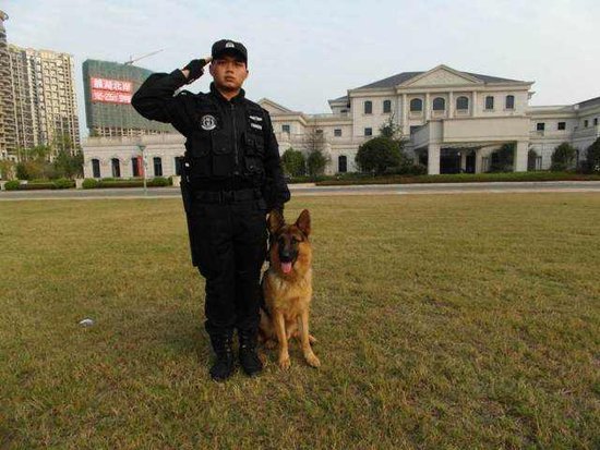 麓湖国际:德国牧羊犬正式服役 巡逻护航社区_