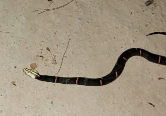 桂林首次发现白头蝰蛇 是一种毒蛇属濒危物种