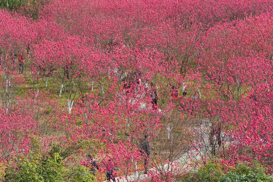桂磨路边有一片迷人桃花林 吸引不少市民来观赏