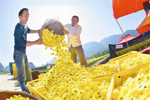 全州皇菊正值收获的季节_频道-桂林_腾讯网