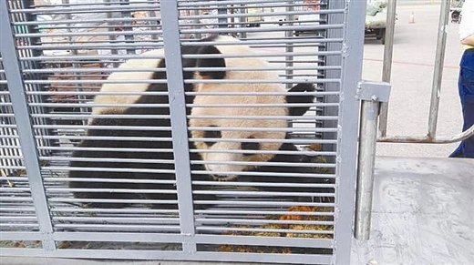 23岁大熊猫月月告别桂林 返回四川卧龙养老