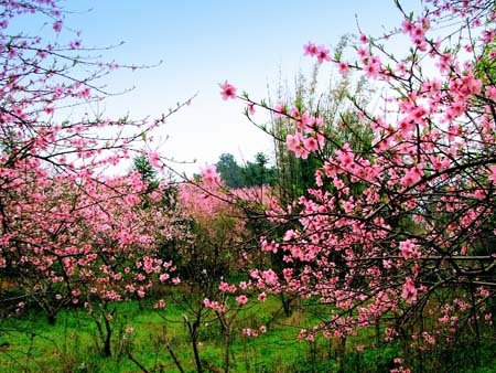 油茶聚盛宴 桃花节展现恭城文化魅力488 / 作者:根本不服 / 帖子ID:14434