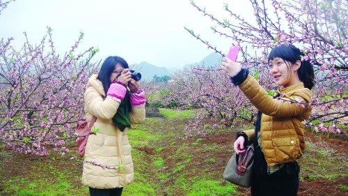 桂林恭城桃花节近日开幕 吸引两万观光客