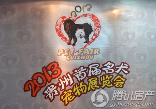 世界名犬聚首 贵州首届名犬宠物展览会5月开展