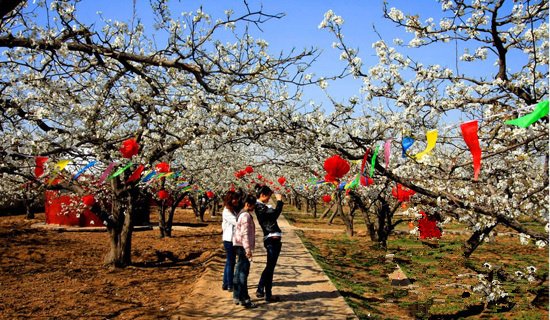今年,魏县举办第17届梨花节,设置了16个旅游景区,分梨花观赏,水城观光
