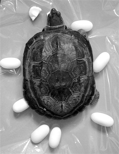 乌龟一夜下七枚蛋 主人欲寻公龟孵蛋(图)_市井