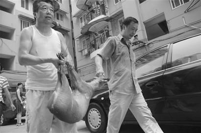 迷路野生黄麂躲躲闪闪逛街_今日宜昌