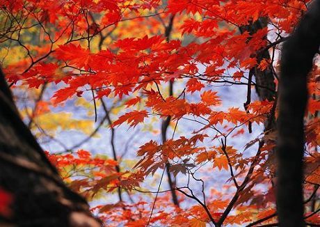 【美丽的秋天图画】