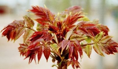 据测定:每100克椿菜中含蛋白质9