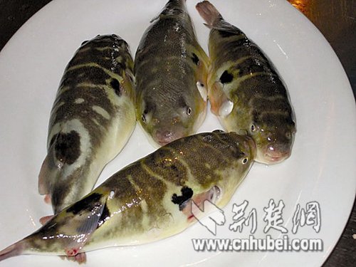 江豚数量逐年减少+抽样捕获18头个个带伤