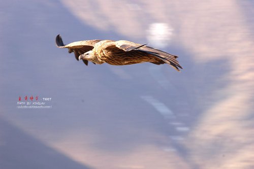 亲历天葬:剁尸体的血溅到了我朋友身上(图)_大楚网_腾讯网