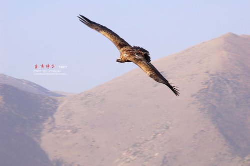 亲历<em>天葬</em>:剁<em>尸体</em>的血溅到了我朋友身上(图)_游