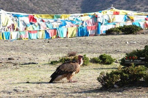亲历天葬:剁尸体的血溅到了我朋友身上(图)_大楚网_腾讯网