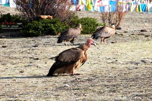 亲历天葬:剁尸体的血溅到了我朋友身上(图)_大楚网_腾讯网