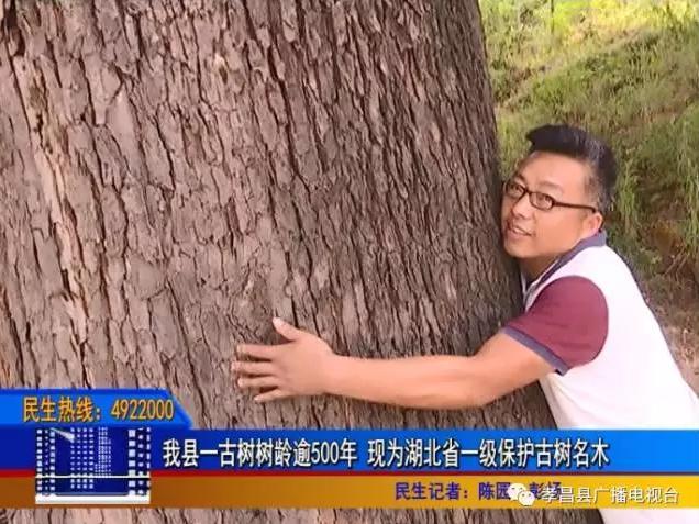 孝昌一古树树龄逾500年 现为省一级保护古树名木
