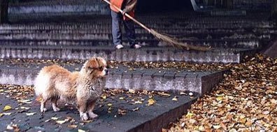 Wuhan, un perro abandonado amos locos y de otro tipo de año