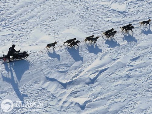 探秘阿拉斯加迷人的狗拉雪橇比赛