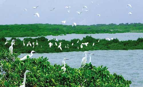 漳州云霄艳照门 千年古郡云霄的动人风情_旅游