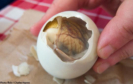 感受菲律宾风情 前往马尼拉必做的七件事