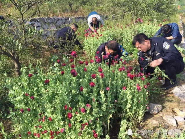 2480株!丹江口查获今年首例非法种植罂粟案件
