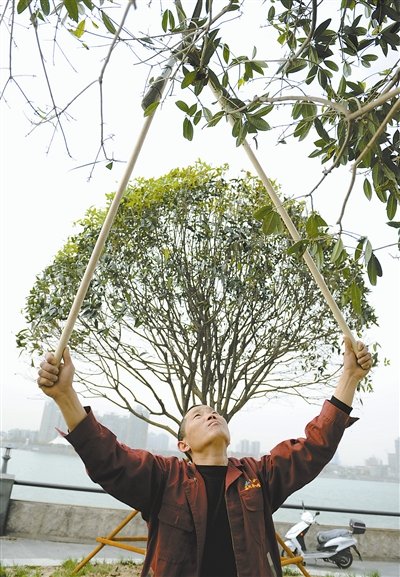 襄城夫人城广场 园林工人在为新栽桂花树剪枝