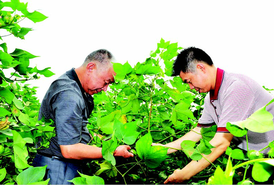 李绪双:泥巴腿子玩转棉花期货