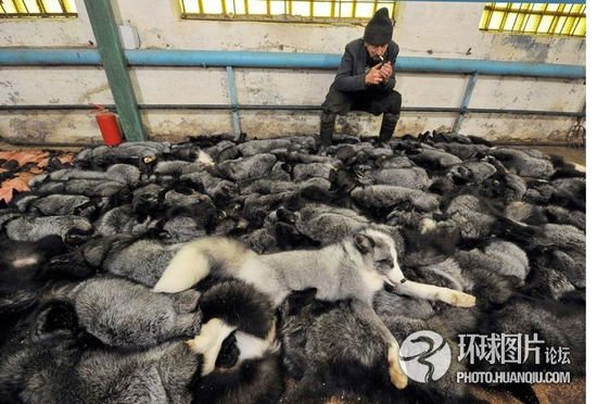残忍貂皮大衣制作曝光 每年杀8万只水貂(组图