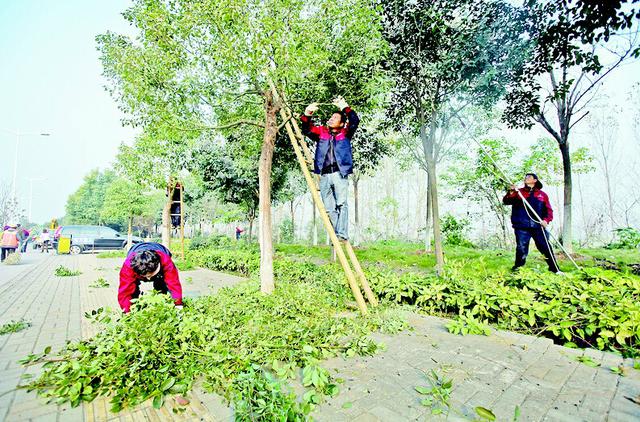 襄阳园林工人街头比技能 评剪枝打杈哪家强