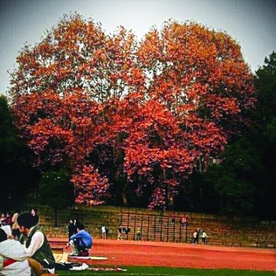 爱在华有树为证 爱心树让校园更浪漫(图)