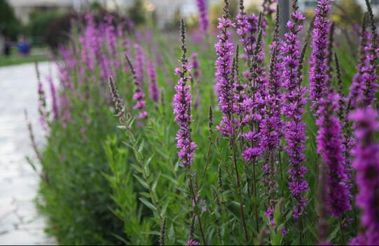 8种常见植物盆栽都藏有毒 亲们可得注意了