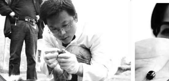 频繁出现蜱虫咬死人 武汉展开对蜱虫的调查行