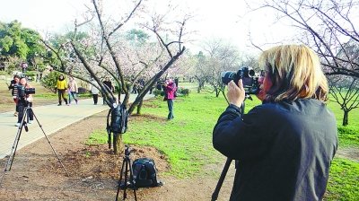 外地人称赞:东湖梅园的游客素质提高了