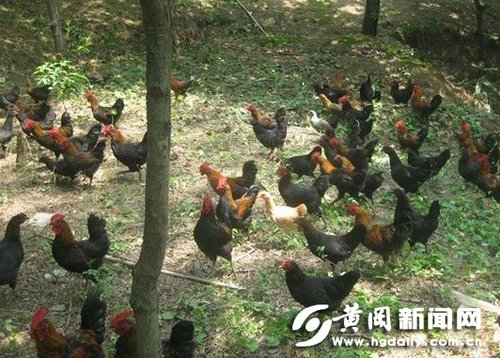 黄冈美女学生建 开心农场 微博求助应对 蛋季