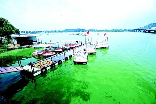 东湖子湖蓝藻再爆发 市民呼吁加强污染源控制_大楚网_腾讯网