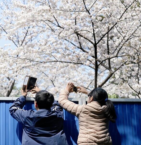 武大樱花提前10天盛开迎客 今起可网上免费预约